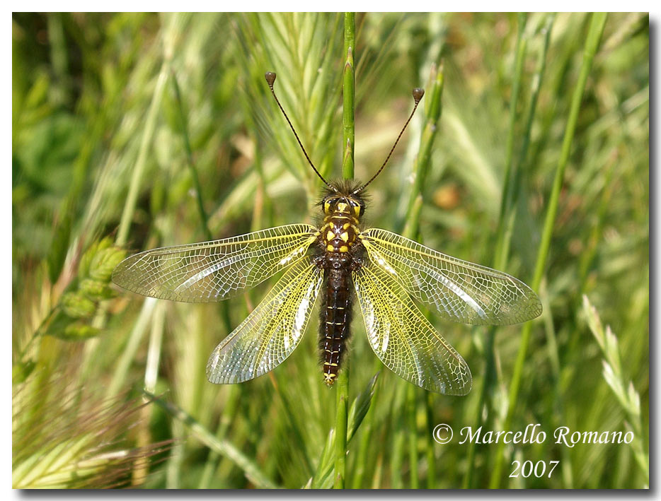 La femmina del Libelloides siculus (Ascalaphidae)